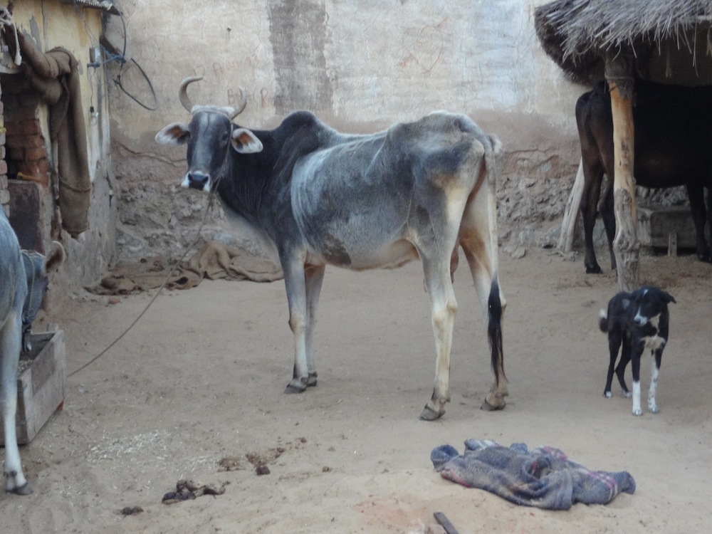 Cows are everywhere in India. This one was at the village near Alsisar Mahal.