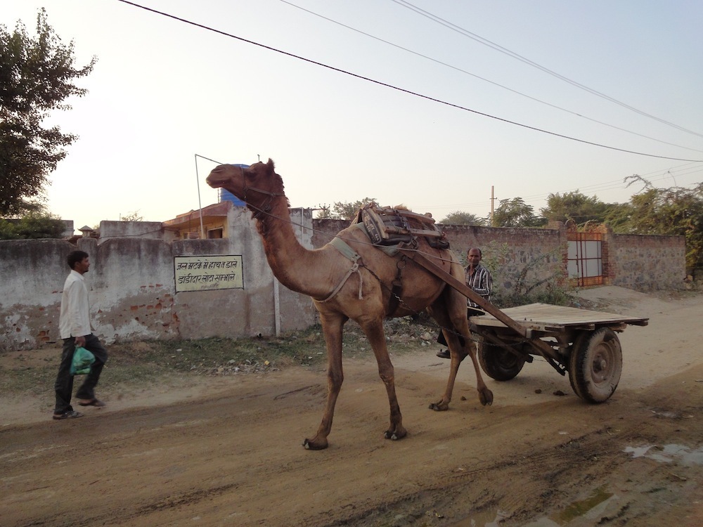 Camel on the road in Rajasthan.