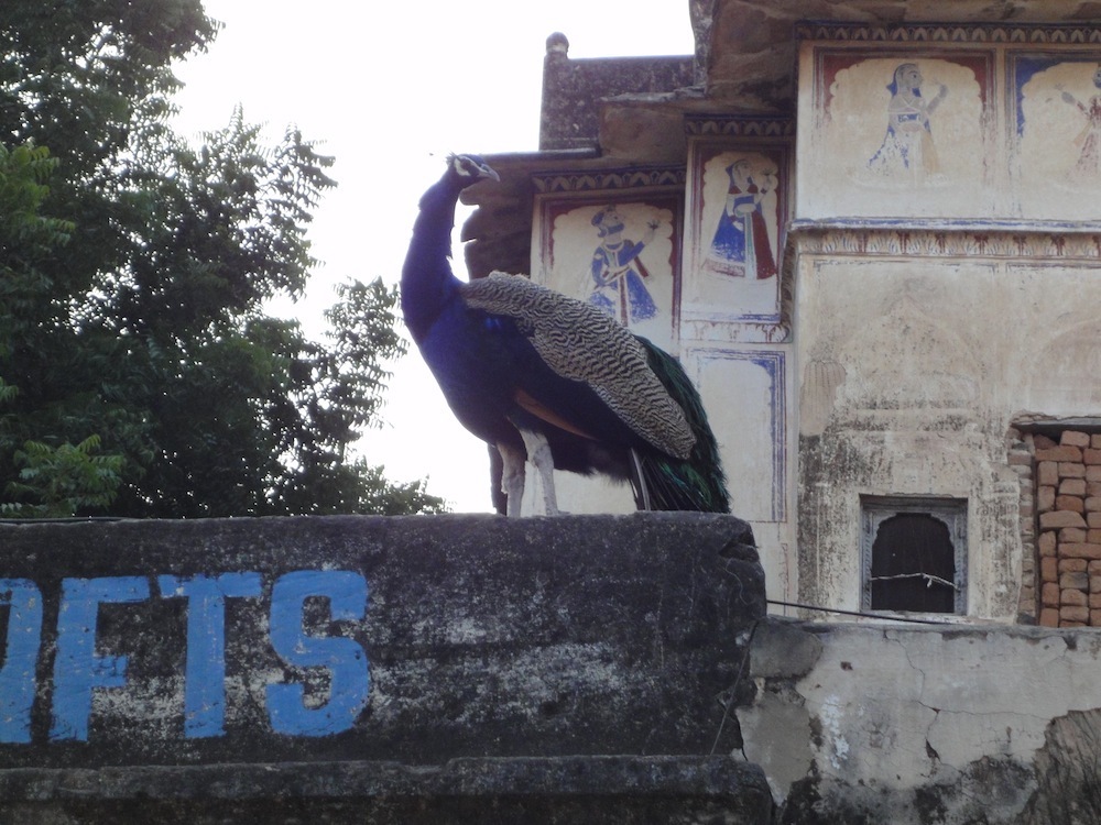 Peacocks are everywhere in Northern India.